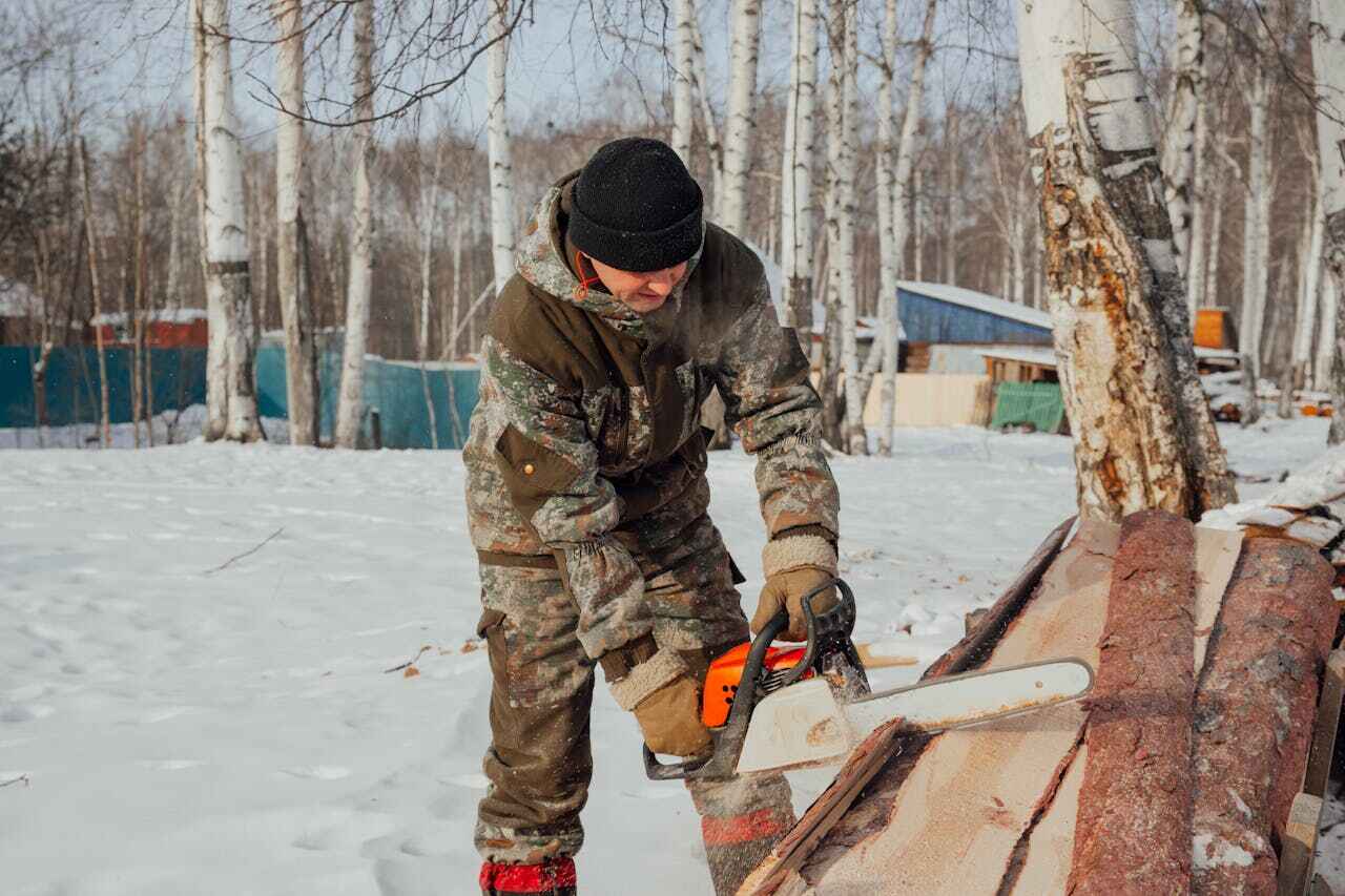 Best Tree Stump Removal  in USA